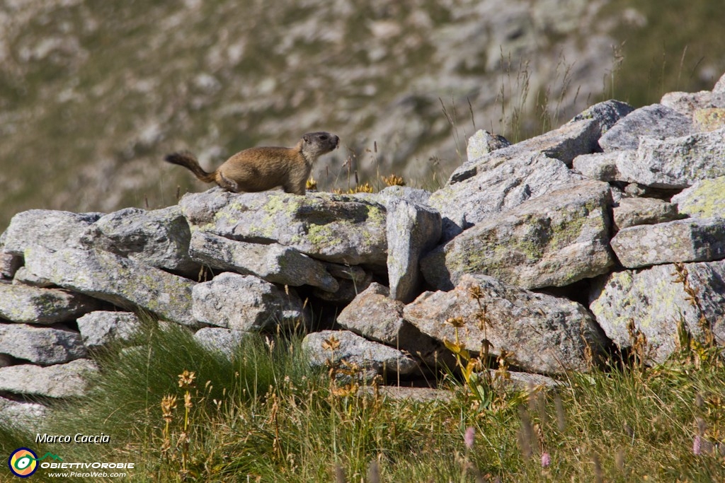 18_Marmotta di corsa.JPG